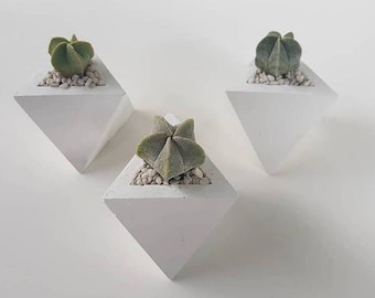 Set Of 3 Mini White Cement Planters / Succulent Planter / Cactus Planter / Cement Pot / Modern Planter / Succulent Pot / Cactus Pot