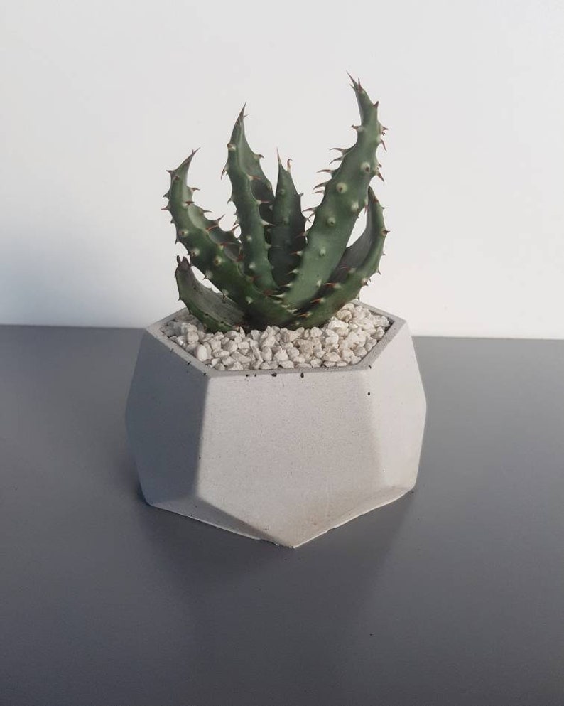 SUCCULENT GARDEN IN GRAY CONCRETE PLANTER 5.5/" MODERN