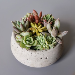 Small Round Concrete planter / Concrete Pot / Modern Planter / Succulent Planter / Succulent Pot / Industrial Decor / Concrete Pot