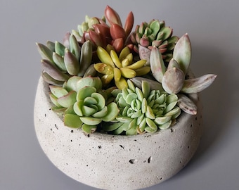 Small Round Concrete planter / Concrete Pot / Modern Planter / Succulent Planter / Succulent Pot / Industrial Decor / Concrete Pot