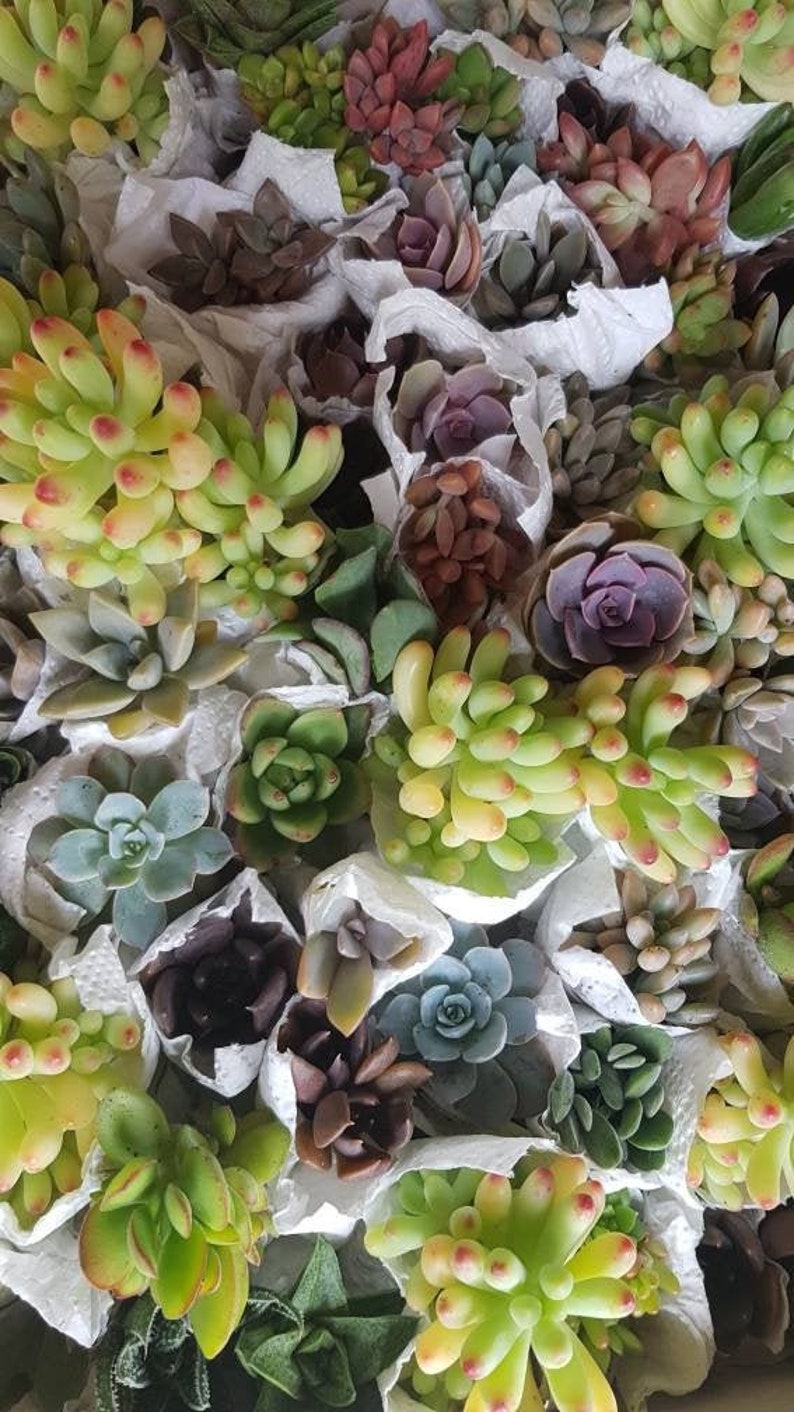 Mini Succulents / Bulk Succulents / Assorted Succulents / Etsy
