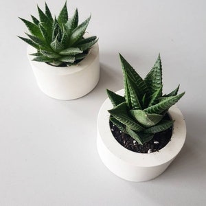 Set of 3 Mini Round Cement Planters / Modern Planter / Succulent pot / Cactus Pot / Cement Planter / Wedding Favors