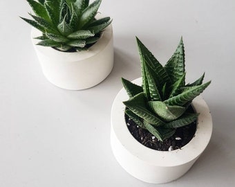 Set of 3 Mini Round Cement Planters / Modern Planter / Succulent pot / Cactus Pot / Cement Planter / Wedding Favors