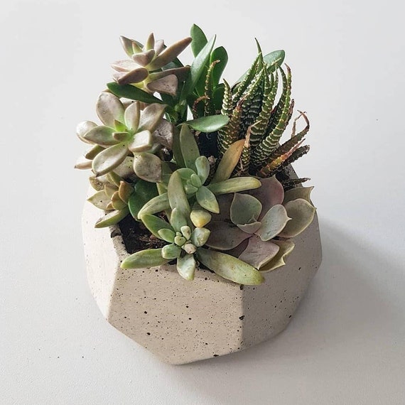 Hand Poured Concrete Hexagon Planter, Modern Succulent & Cactus Pot - Etsy