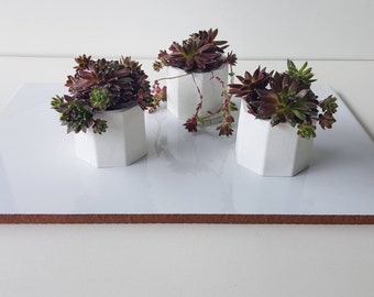 Set Of 3 Mini White Cement Planters / Succulent planter / Cactus Planter / Modern Planter / Succulent Pot / Cactus Pot / Wedding Favor