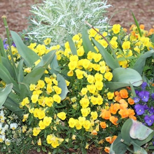 Spring flowers