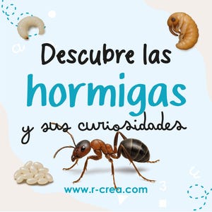 May include: An educational graphic with the text "Descubre las hormigas y sus curiosidades" in black and teal. It features an illustration of an ant, ant eggs, and larvae. The website address www.r-crea.com is also visible.