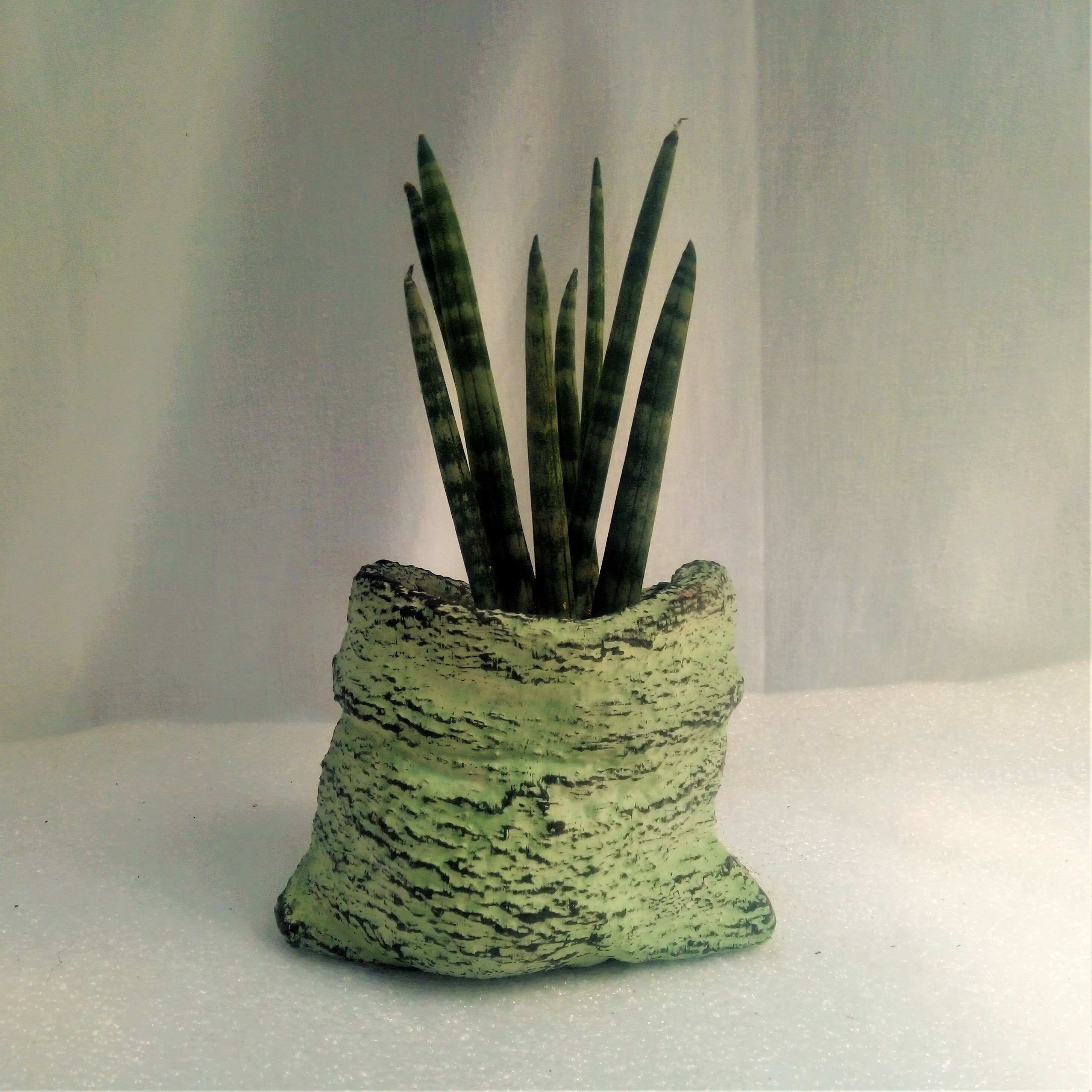 Pot Cactus Plante Grasse