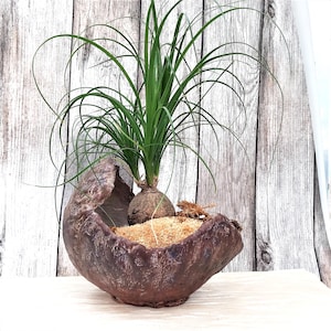 Peut inclure: Un beaucarnea recurvata avec de longues feuilles vertes fines et arquées poussant à partir d'un caudex brun bulbeux. La plante est dans un pot en céramique brun foncé, texturé et en forme de bol, rempli de copeaux de bois beige clair.