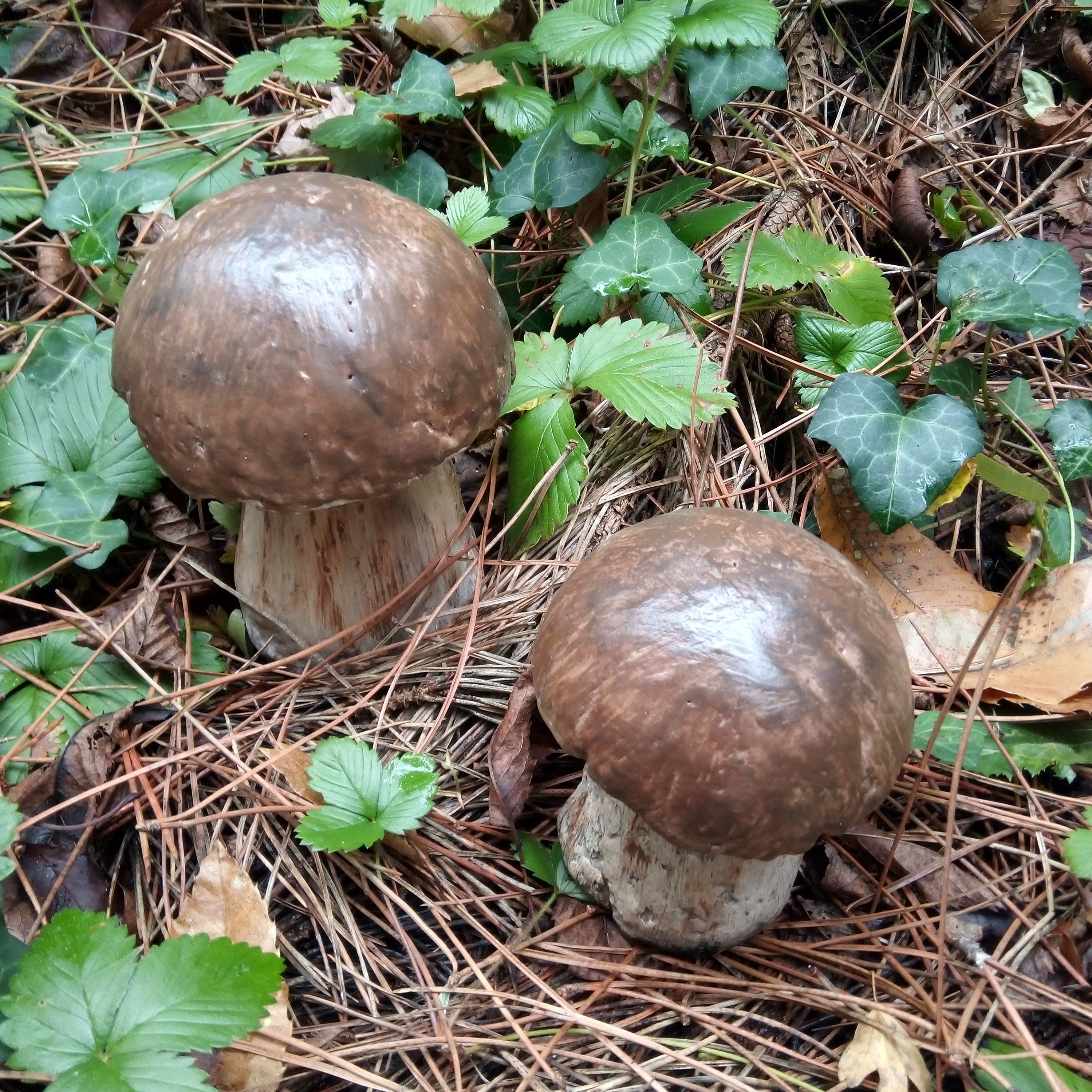Champignons Cèpes Décoratifs