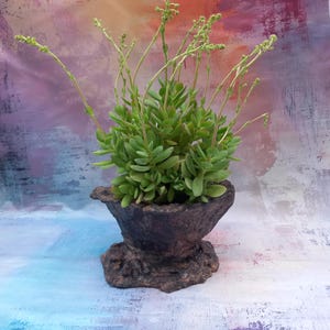 pot pour  plante à caudex, pot succulente, pot cactus, pot plante grasse