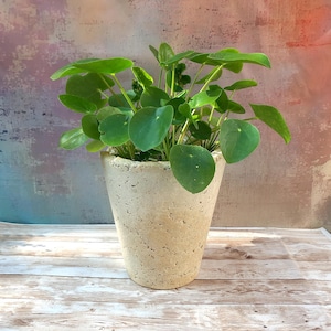 Op de afbeelding: Een Pilea peperomioides plant met ronde, donkergroene bladeren in een taps toelopende, gebroken witte keramische pot. De pot heeft een getextureerd, poreus oppervlak met kleine inkepingen en de plant heeft meerdere stengels vanuit het midden.