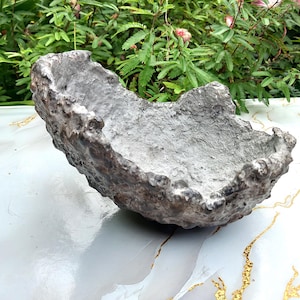 Può includere: Una ciotola in cemento grigio e marrone, di forma irregolare e fatta a mano. La ciotola ha una superficie ruvida e strutturata ed è posta su uno sfondo di fogliame verde. La ciotola è probabilmente per scopi decorativi.