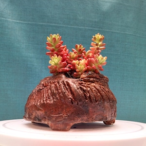 Può includere: Una piccola pianta succulenta con foglie rosse e verdi è in un vaso di ceramica marrone strutturato. Il vaso ha una forma organica unica e poggia su una superficie bianca contro uno sfondo verde acqua. I colori vivaci della pianta contrastano.