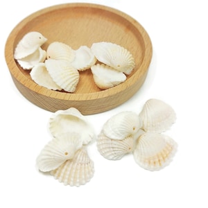 Peut inclure: Un bol en bois rempli de coquillages blancs. Le bol est sur un fond blanc. Les coquillages sont disposés de manière aléatoire.