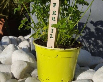 BRAND plant parsley ceramic