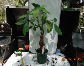 Lucky Money Tree Etsy - pachira aquatica lucky money tree