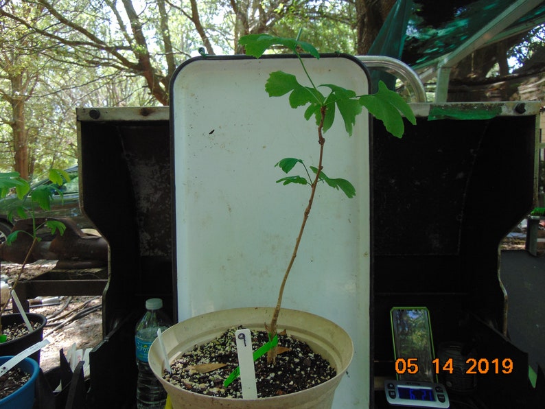 Endangered tree NOT a rooted cutting Ginkgo biloba 2 to 3 year old seedling maidenhair tree