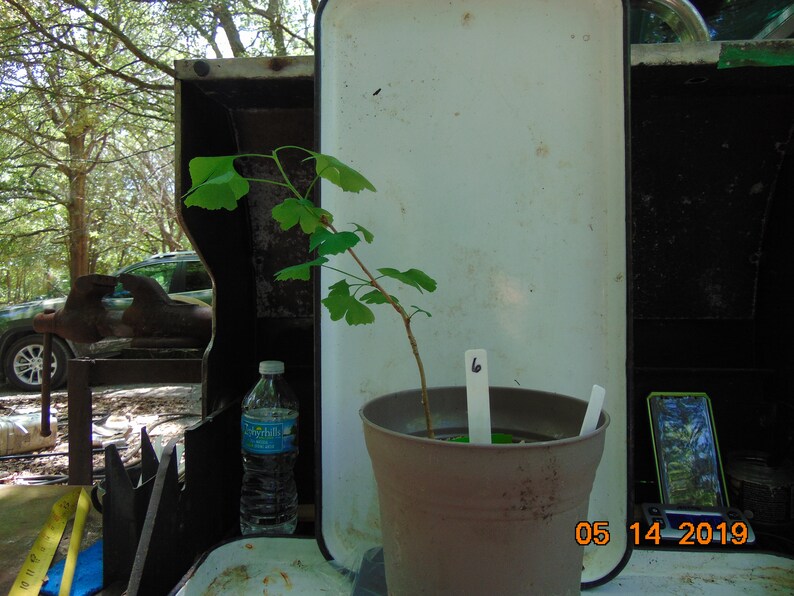 Endangered tree NOT a rooted cutting Ginkgo biloba 2 to 3 year old seedling maidenhair tree