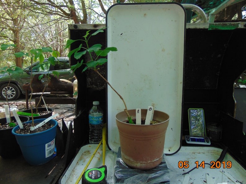 Endangered tree NOT a rooted cutting Ginkgo biloba 2 to 3 year old seedling maidenhair tree