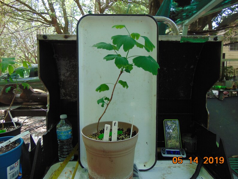 Endangered tree NOT a rooted cutting Ginkgo biloba 2 to 3 year old seedling maidenhair tree
