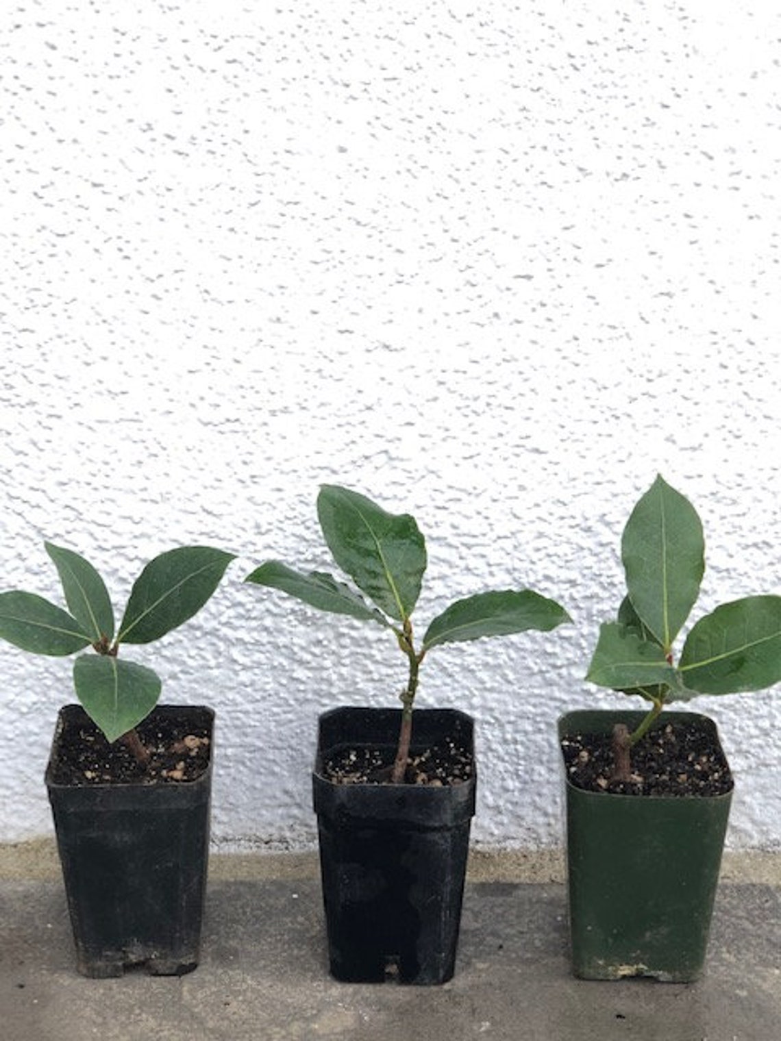 Bay Leaf Tree potted live plant leaves used in soups & Etsy