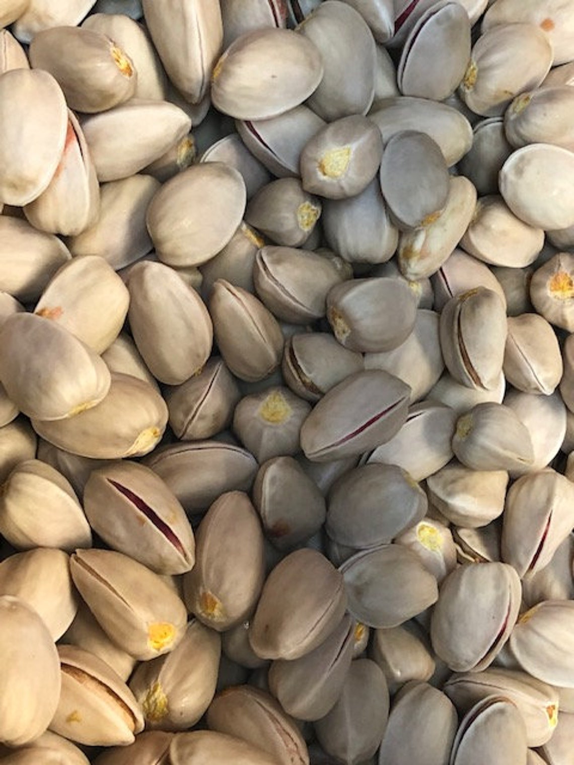 25 Pistachio Seeds from Golden Hill Pistachio Tree grown in Etsy