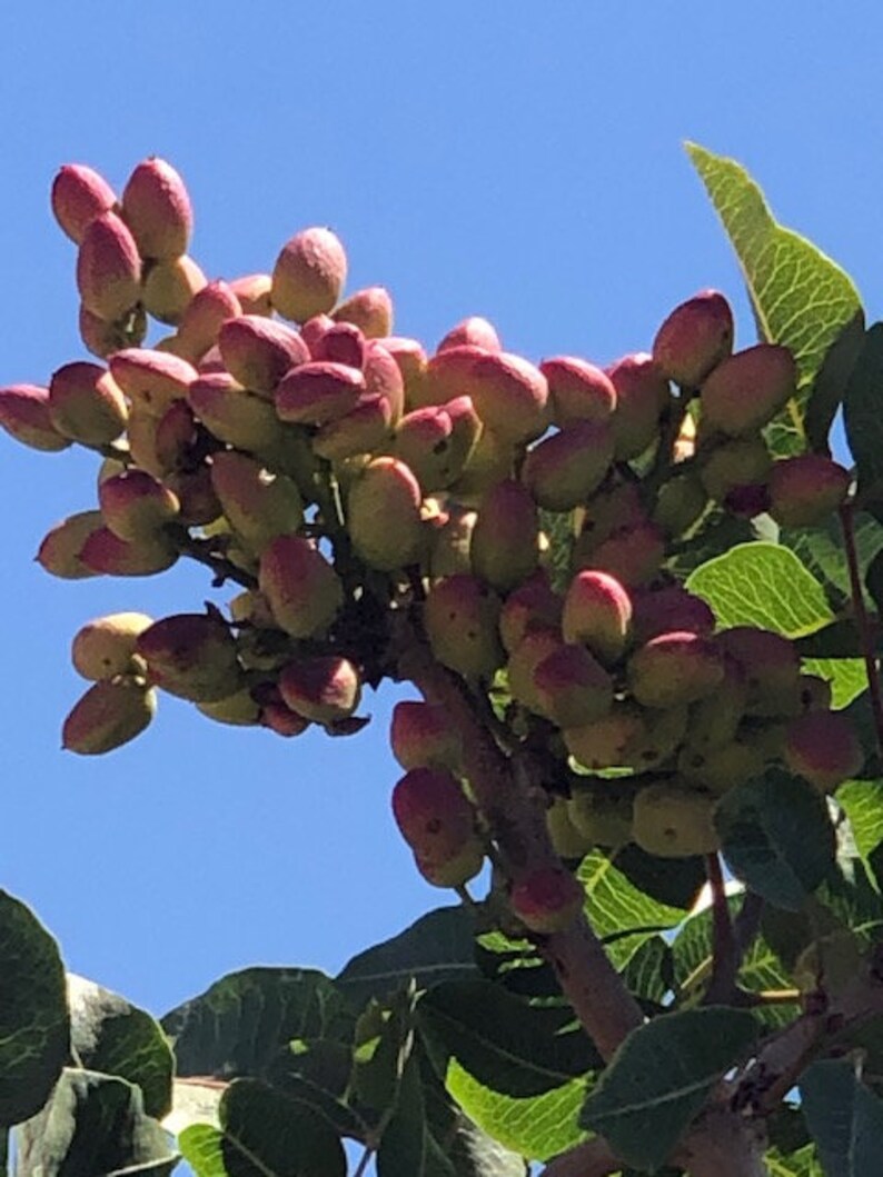 25 Pistachio Seeds From Kerman Pistachio Tree Grown in Etsy