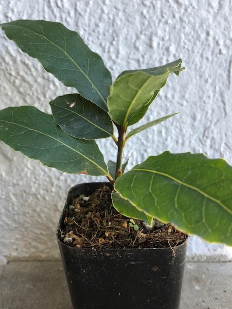 Bay Leaf Tree potted live plant Hoja de Laurel leaves Etsy Bay Leaf Tree potted live plant Hoja de Laurel leaves Etsy