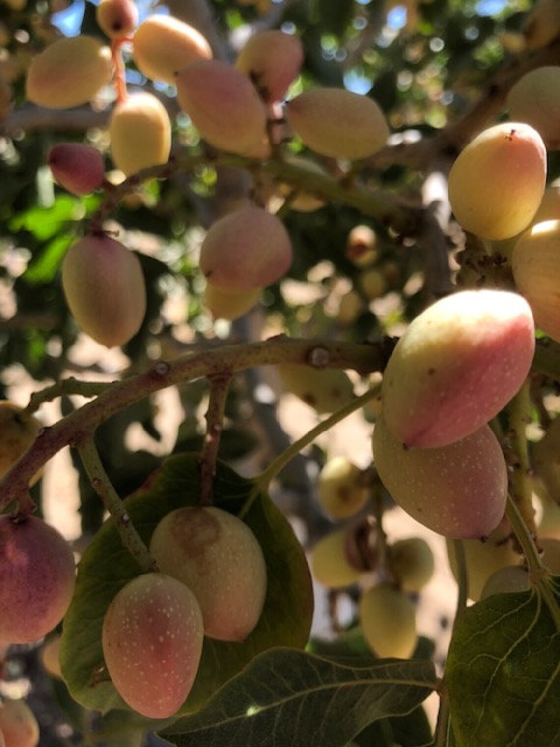 25 Pistachio Seeds From Kerman Pistachio Tree Grown in Etsy