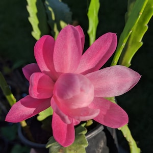 Pink Epiphyllum Orchid Cactus Cutting. 5"-9"