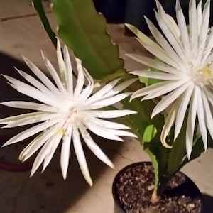 6&quot;-8&quot; White Night Blooming Cereus Epiphyllum . Orchid Cactus. Fully Rooted in 3&quot; pot.