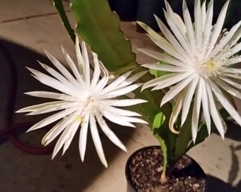 8"-10" White Night Blooming Cereus Epiphyllum Cutting. Orchid Cactus. Easy to root.