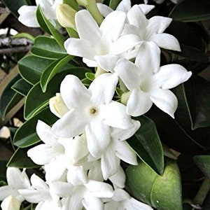 Freshest Stephanotis Floribunda, Madagascar Jasmine seeds from Maui. Twenty (20)  count. Fresh from November 2023 pods.