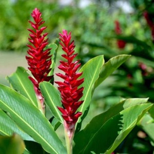 Hawaiian Live Tropical Blue Ginger Dichorisandra Thyrsiflora Etsy