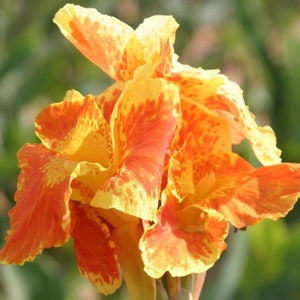 Rooted &quot;King Humbert&quot; Canna Bulb. 6&quot;-12&quot;