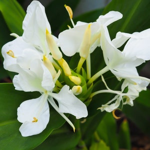 One Rooted Hedychium Coronarium Hawaiian Butterfly White Ginger Lily Rhizome. Fragrant, awapuhi-ke’oke’o
