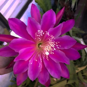 Rooted Magenta Epiphyllum Orchid Cactus in 3&quot; pot.