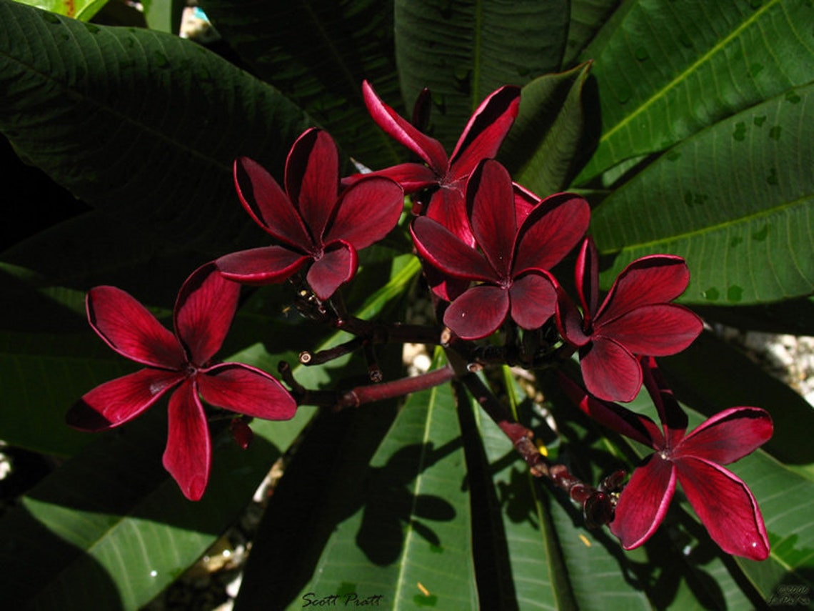 812 Rooted Scott Pratt Dark Red/ Burgundy Plumeria | Etsy