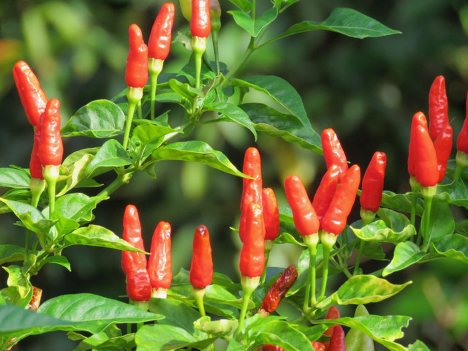 Hawaiian Chili Pepper Seeds Capsicum fruitescens 25 seeds Etsy