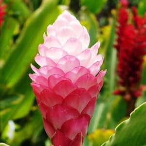 May include: A close-up of a pink and white flower with a cone-like shape. The flower's petals transition from a deep pink at the base to a soft white at the top. Green leaves and another red flower are in the background.