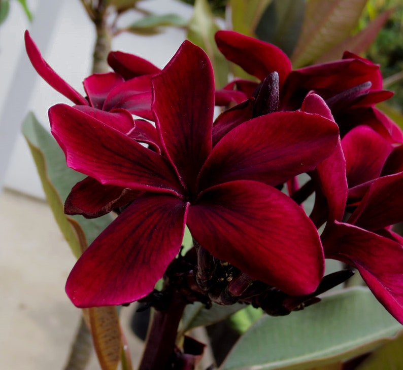 812 Rooted Scott Pratt Dark Red/ Burgundy Plumeria | Etsy