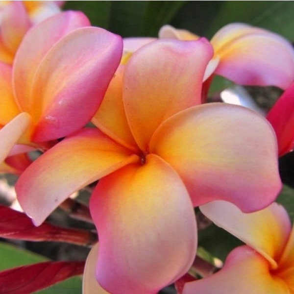 10"-14" Rooted "Anaheim Sunset" Single Tip Plumeria Plant