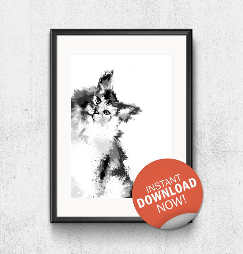 Main Coon Leipzig Aktuelles 2019 06 19