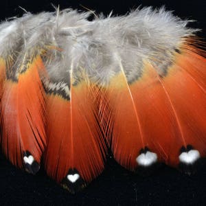 6 feathers of tragopan satyr .... RARE.... chest feathers