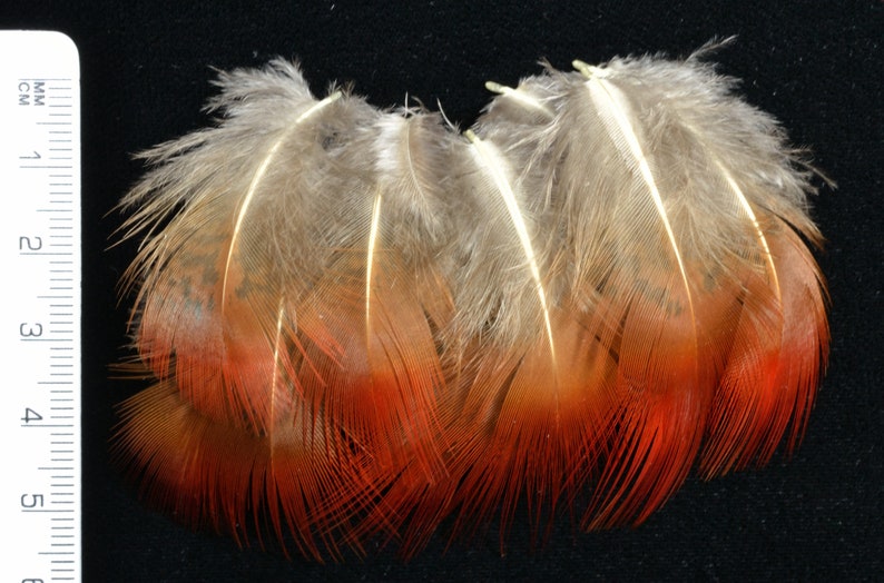 lot 20 plumes faisan doré rouge