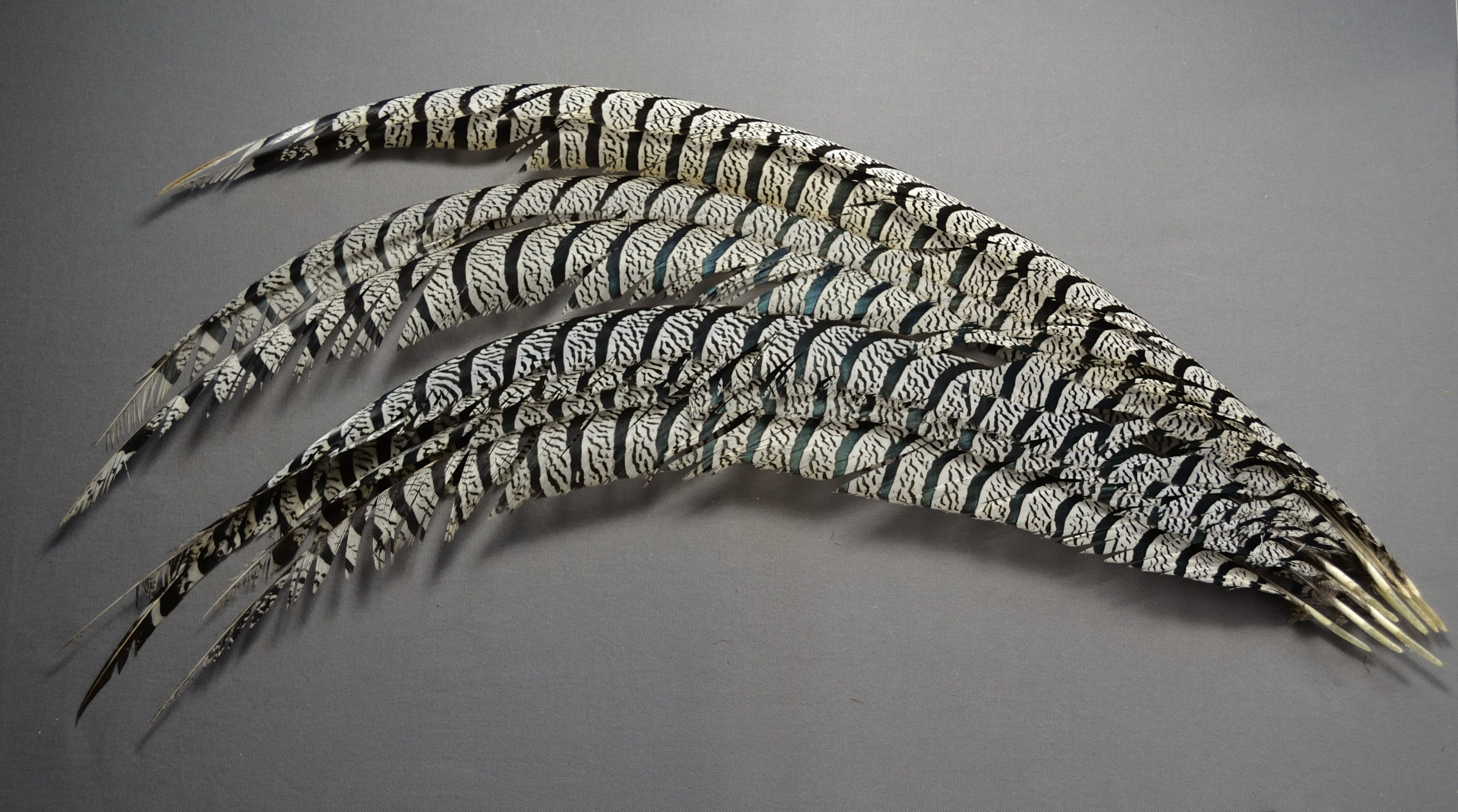 Plumes De Faisan Lady Amherst 30-35 Cm - Lot De 10 Pour Déco, Artisanat, Fêtes