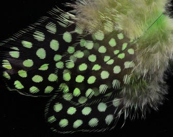 set of 10 neon green speckled making jewelry scrapbooking Guinea fowl feathers