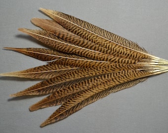 plumas de cola de faisán dorado, faisán dorado, plumas de mosca, plumas de sombrerera, pluma para joyería,