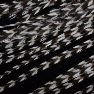 feathers of Rooster feathers hair extension
